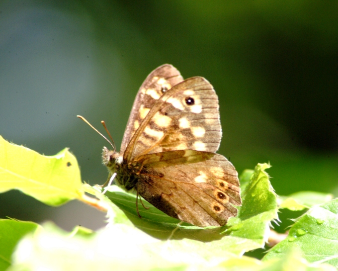 Pararge aegeria